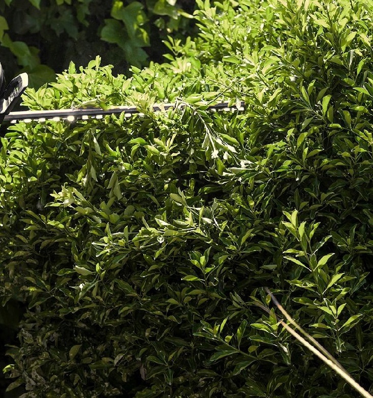 Nożyce do żywopłotu w trakcie pracy - ujęcie nr 3